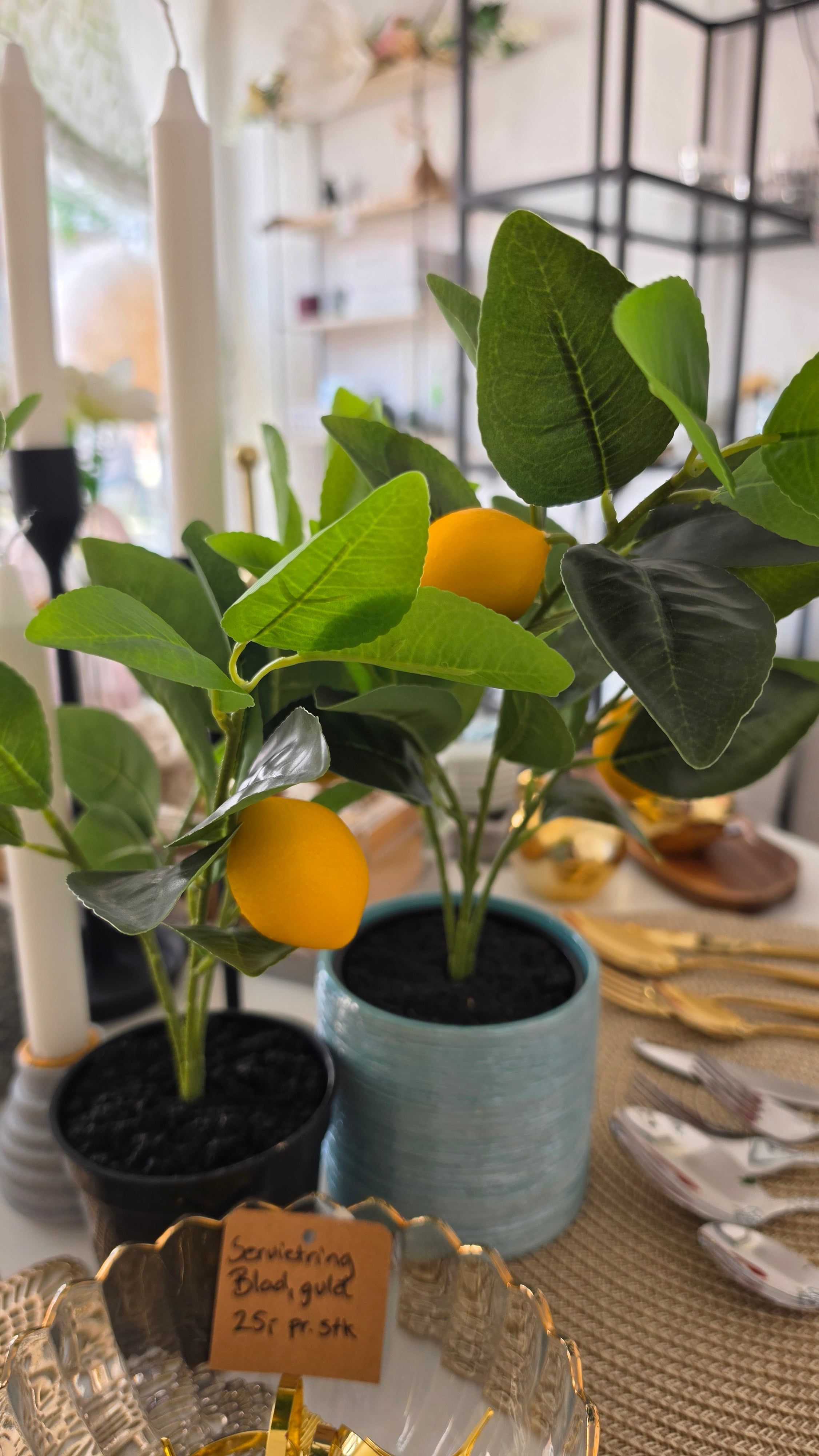 Citron plante