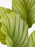 Kunstig plante H55